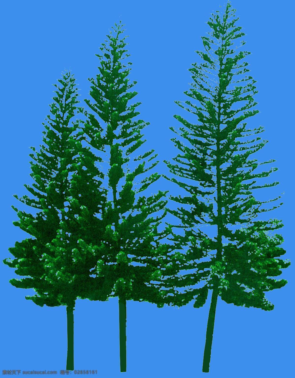 南洋杉 松柏 类 植物 园林植物 松柏类 配景素材 园林 建筑装饰 设计素材 3d模型素材 室内场景模型
