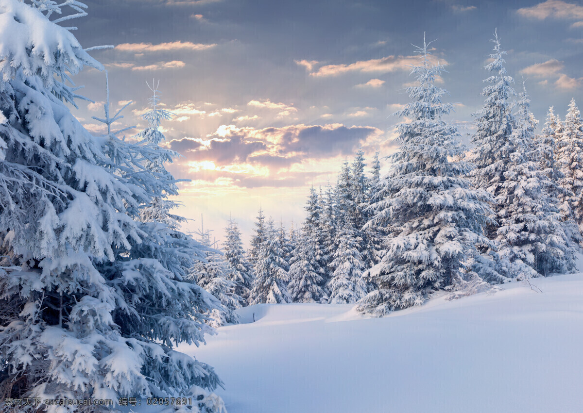 冬天 雪地 树木 日出 美景 风景 自然风光 自然风景 自然景观 白色