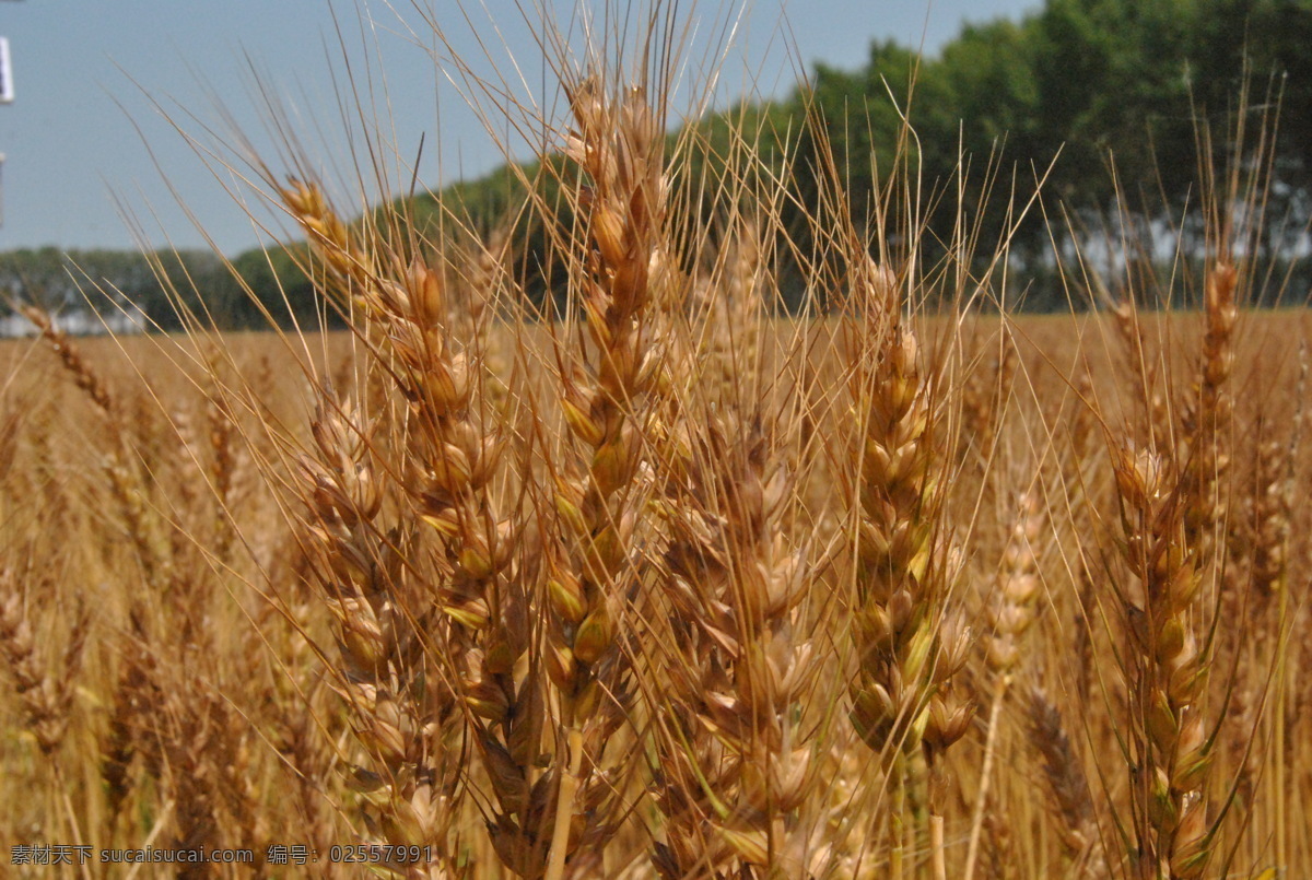 小麦地 粮食 大地 麦子 有机麦子 植物 东北 黑龙江 生物世界 其他生物