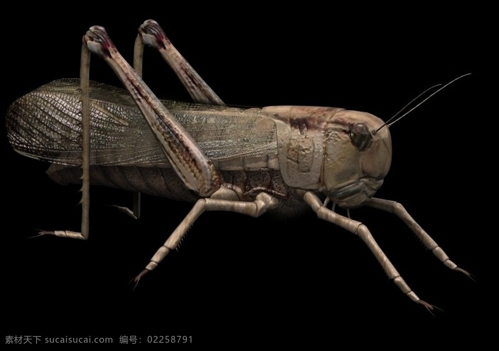 蝗虫 max 模型 3d 昆虫 逼真 有贴图 源文件 共享资源 3d动物模型 其他模型 3d设计模型