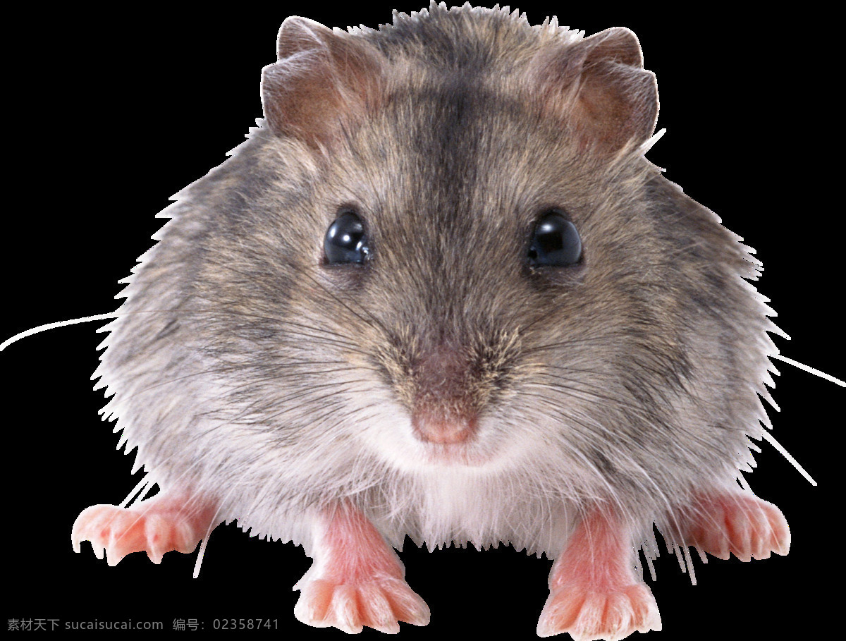 老鼠 正面 照片 免 抠 透明 图 层 老鼠卡通图片 日本 核辐射 变异 世界 上 最大 巨型 可爱老鼠 简 笔画 大全 老鼠简笔画 彩色老鼠图片 田鼠