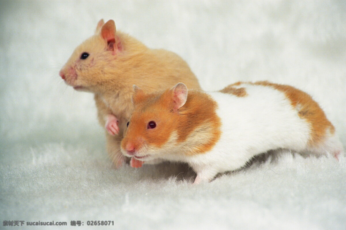 小 动物 宠物 鼠 其他生物 摄影图 生物世界 小动物