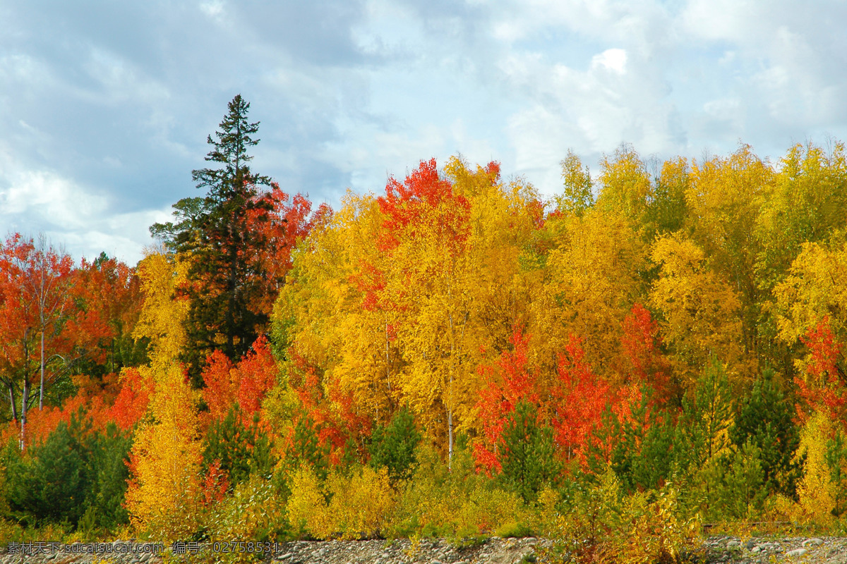 秋天 树林 风景 秋天的树林 西伯利亚风景 森林风景 树木 美丽风景 美景 景色 风景摄影 花草树木 生物世界