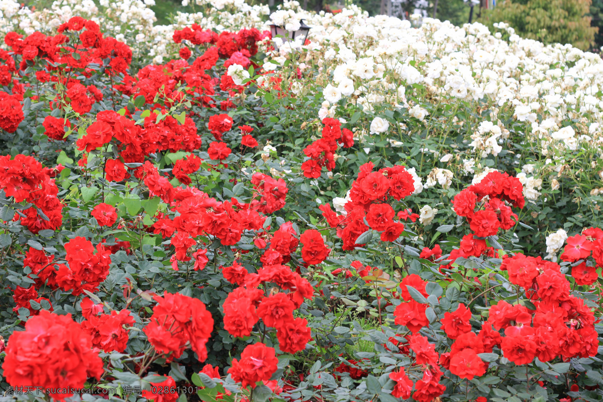 玫瑰 大片 白 红 阳光 玫瑰庄园 玫瑰田 花草 生物世界 红色
