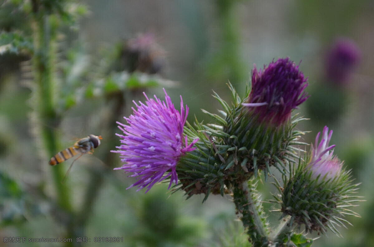 紫花藿香蓟 野花 蜜蜂 花茎 刺儿 早上 花草 生物世界