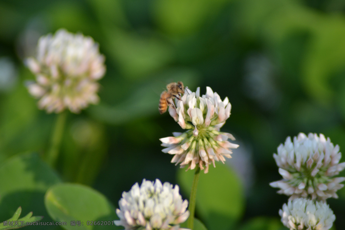 蜜蜂采花蜜 花朵 花 植物 绿色 风景 花草 生物世界