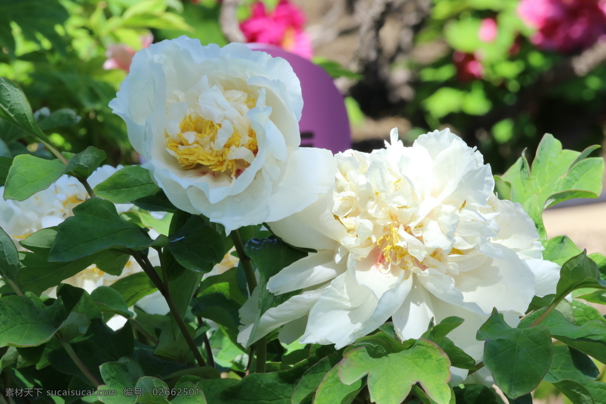 牡丹花 牡丹 观赏花卉 鼠姑 木芍药 百雨金 洛阳花 花朵 花瓣 花蕊 花卉 花儿 花草 植物 园林绿化 绿化景观 芍药牡丹 生物世界