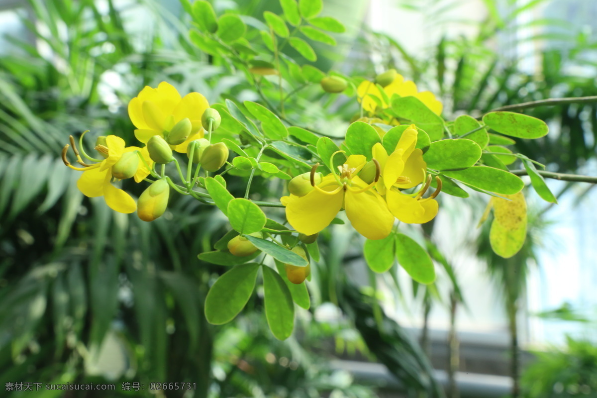 黄槐决明 花卉 花朵 花瓣 观赏花卉 植物 花儿 花草 绿化景观 花卉大观园 生物世界