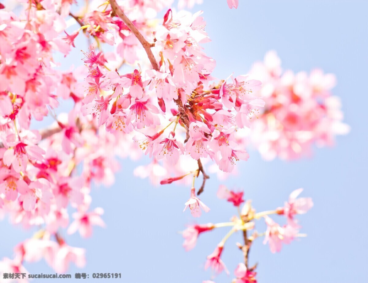 唯美 唯美樱花 樱花 粉色樱花 粉色背景 朦胧背景 鲜花背景 鲜花 生物世界 花草 樱花图片