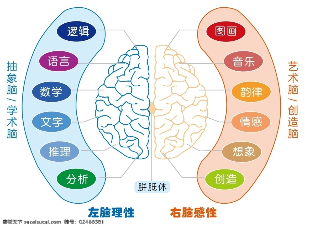 左右脑功能 左脑 右脑 左右 头脑 功能 理性 感性 分层