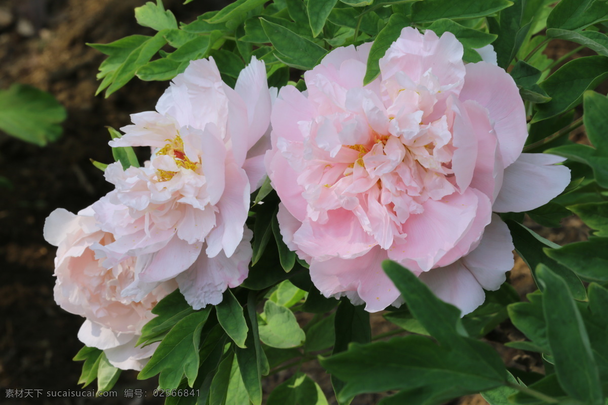 牡丹花 牡丹 观赏花卉 鼠姑 木芍药 百雨金 洛阳花 花朵 花瓣 花蕊 花卉 花儿 花草 植物 园林绿化 绿化景观 芍药牡丹 生物世界