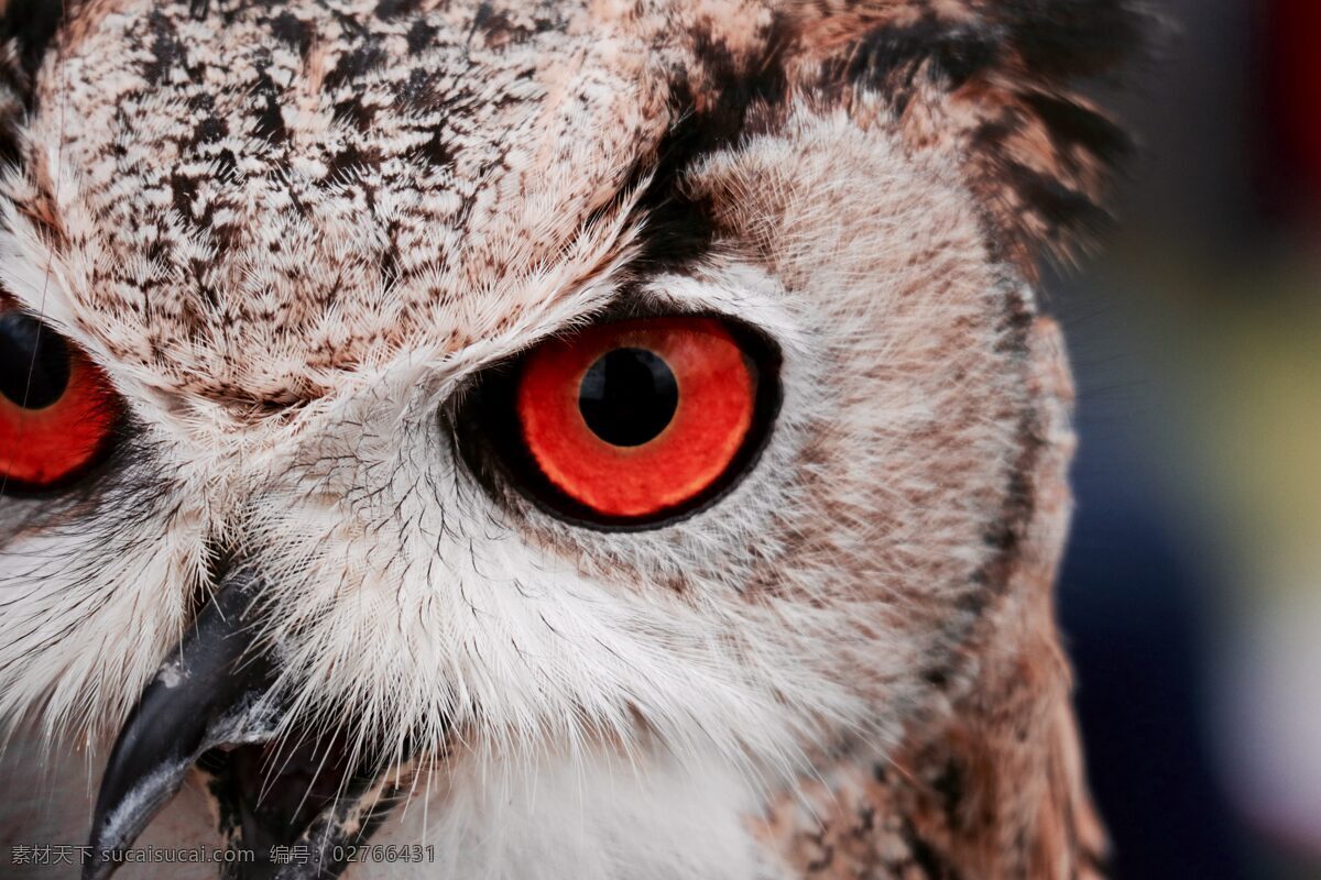 猫头鹰 眼睛 高清 动物 帅气 红色