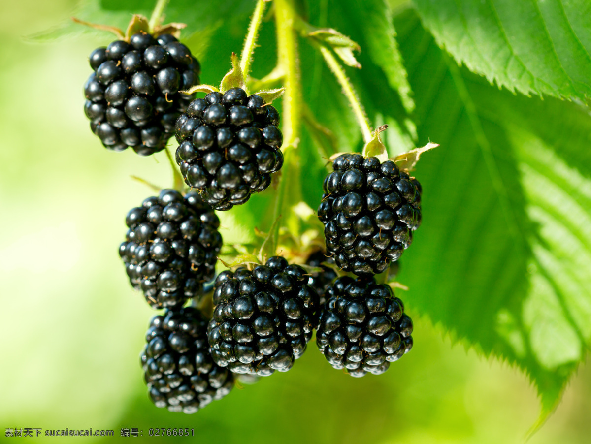 新鲜黑莓摄影 黑莓 新鲜水果 新鲜浆果 果实 水果蔬菜 餐饮美食 绿色