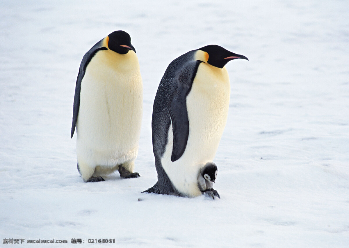 雪地 上 企鹅 动物世界 生物世界 南极 小企鹅 水中生物