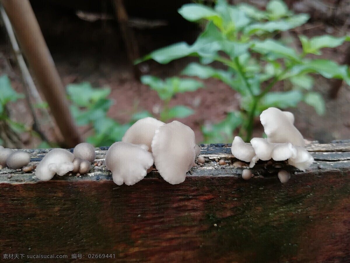 生机 植物 蘑菇 菇 菌 生物世界 其他生物