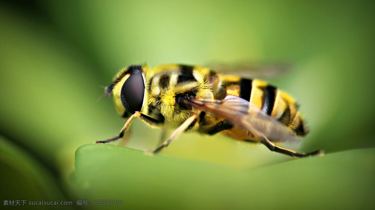 小蜜蜂 马蜂 飞舞的蜜蜂 黄色 黑色 动物图片 生物世界 昆虫