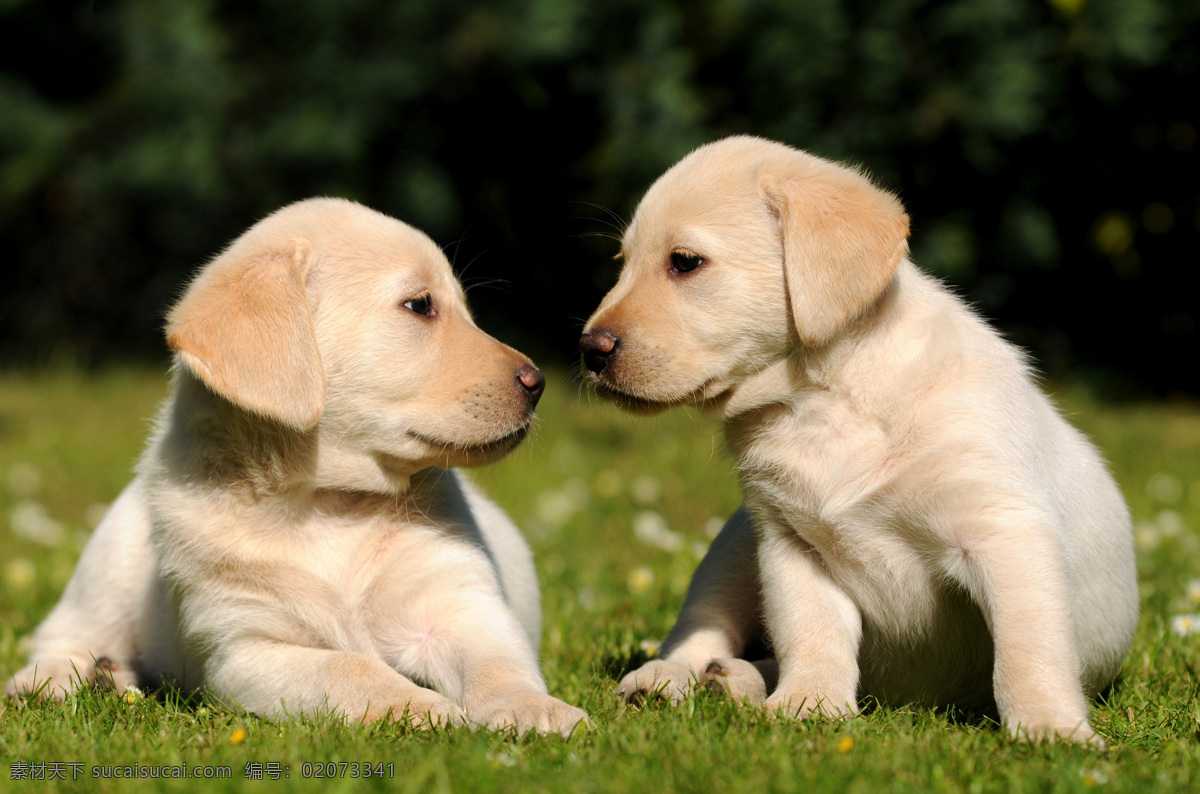 草地 上 两 只 小狗 狗 宠物狗 宠物 小狗素材 小狗摄影 动物 可爱 犬 动物世界 影音娱乐 生活百科
