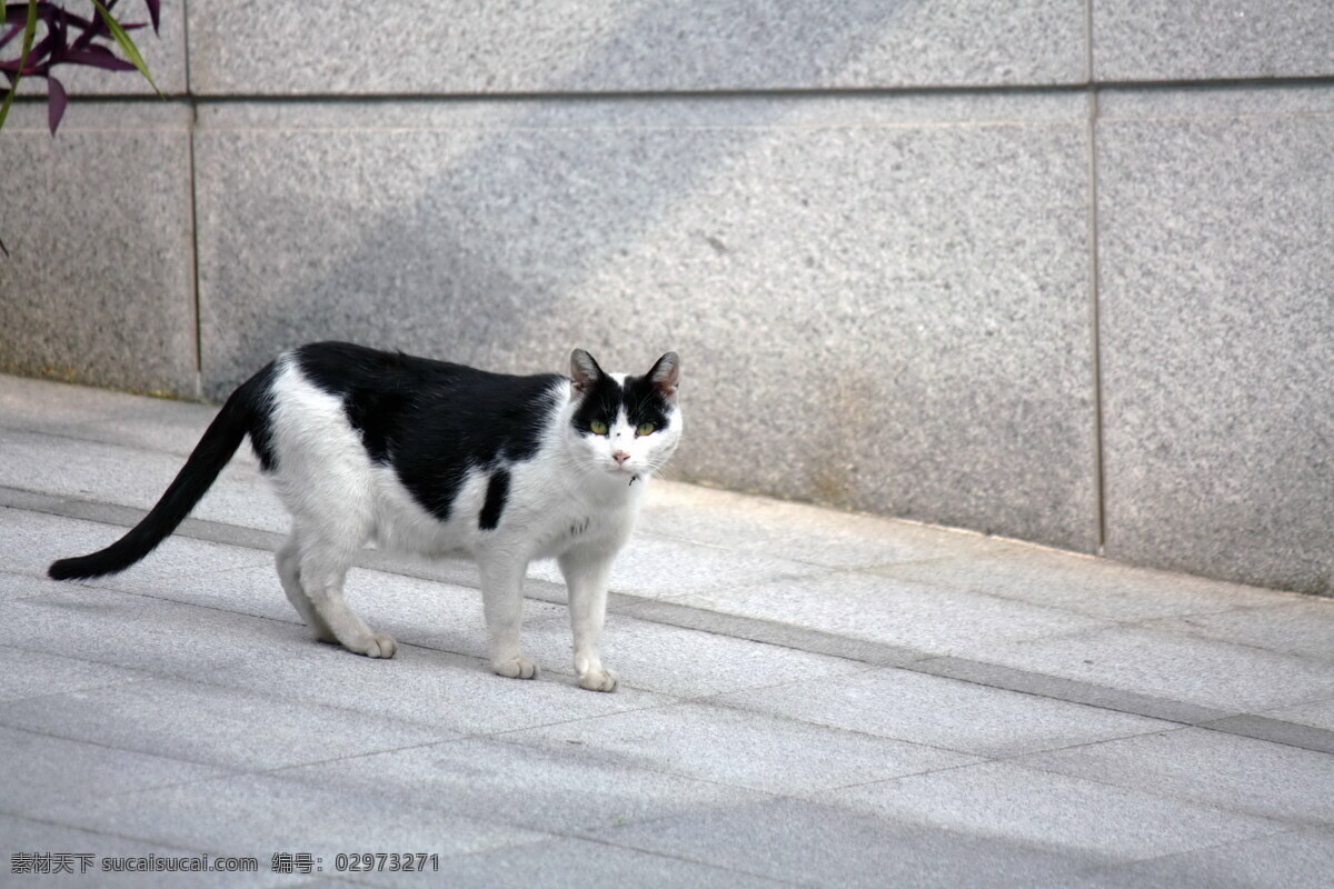 黑白小花猫 小猫图片 宠物猫图片 猫图片 萌猫图片 黑白花猫 小花猫