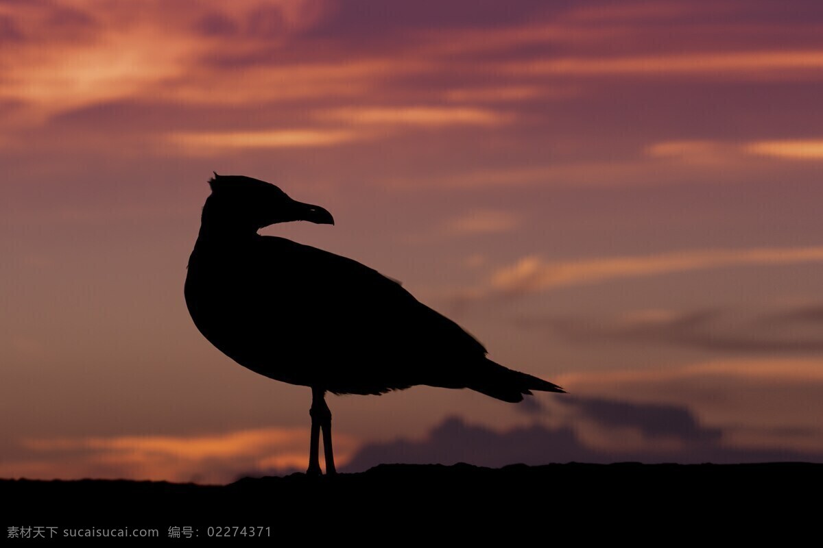 夕阳 下海 鸥 停歇 高清 海鸥图片 海鸥 安静 海面