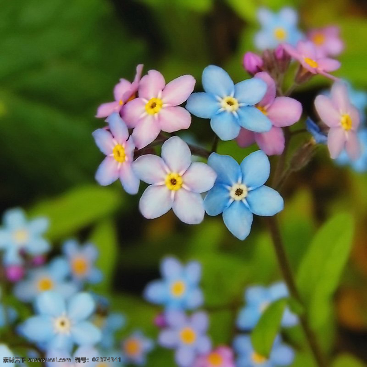 花免费下载 草 花 绿地 木 树 树枝 生物世界