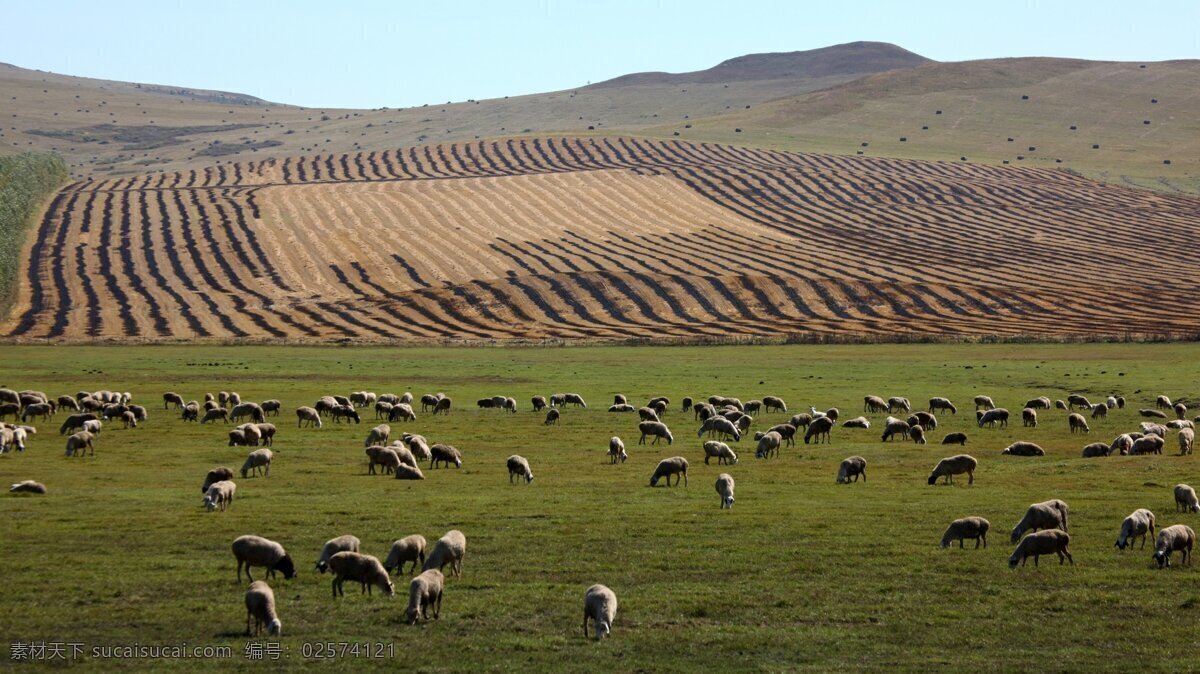 呼伦贝尔风景 自然风景 风景名胜 风景壁纸 内蒙古风景 国内旅游 旅游摄影 羊群 青海风景