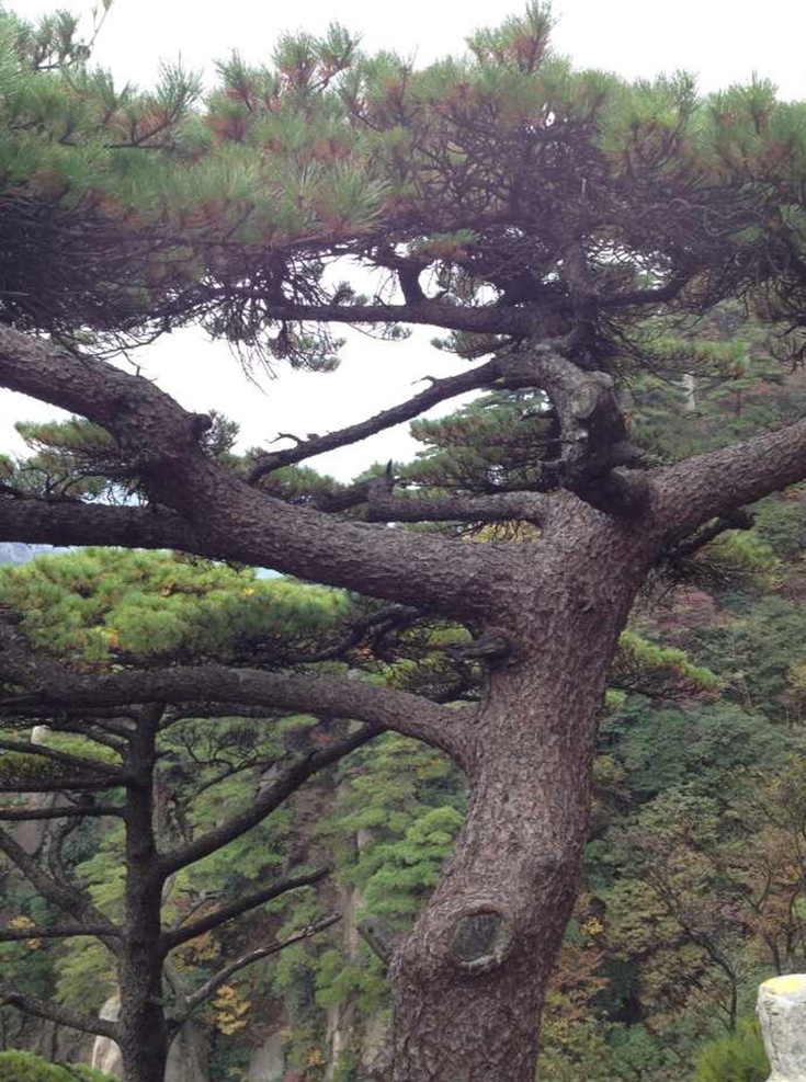 迎客松 迎客 松树 名山 景点 旅游 旅游摄影