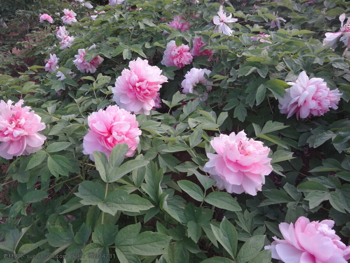 牡丹 春天 花瓣 花草 花朵 绿叶 色彩 鲜花 盛开 特写 鲜艳 生物世界 psd源文件