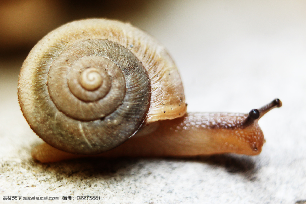 蜗牛 软体生物 昆虫 瓜牛 壳 生物世界