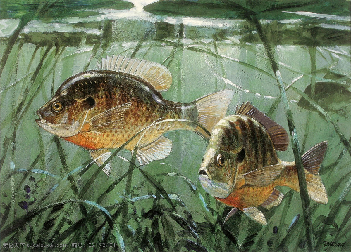 绘画书法 美术 热带鱼 水草 文化艺术 油画 油画艺术 设计素材 模板下载 动物画 鱼 非洲鱼 油画作品54 家居装饰素材