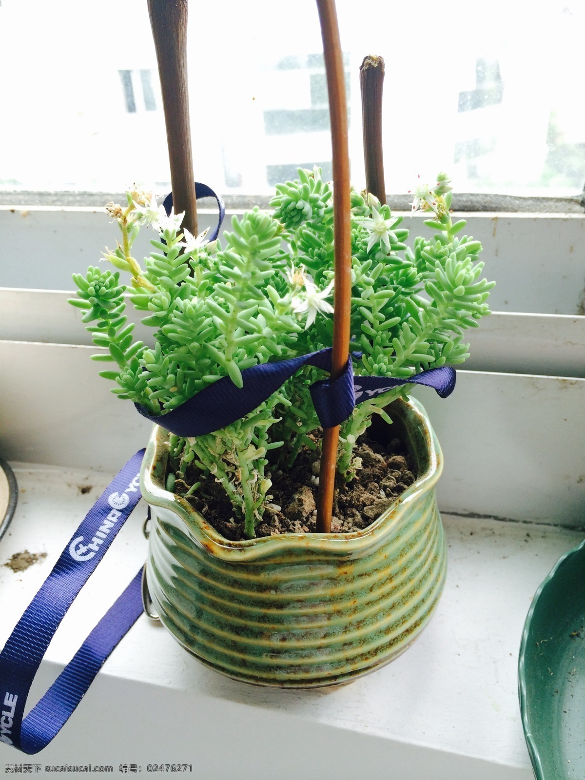 多肉植物 多肉 白花 开花 肉肉 盆栽 生物世界 花草 白色