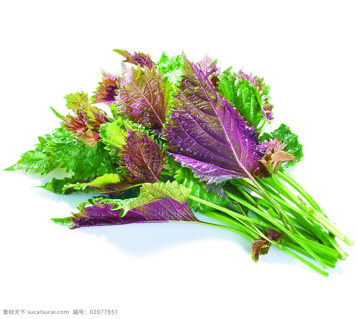 紫苏 生菜 素菜 青菜 绿色菜 餐饮美食 食物原料