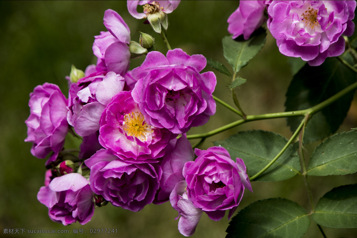 蔷薇花 花丛 花朵 花苞 盛开 盛放 蔷薇 蔷薇科 生物世界 花草
