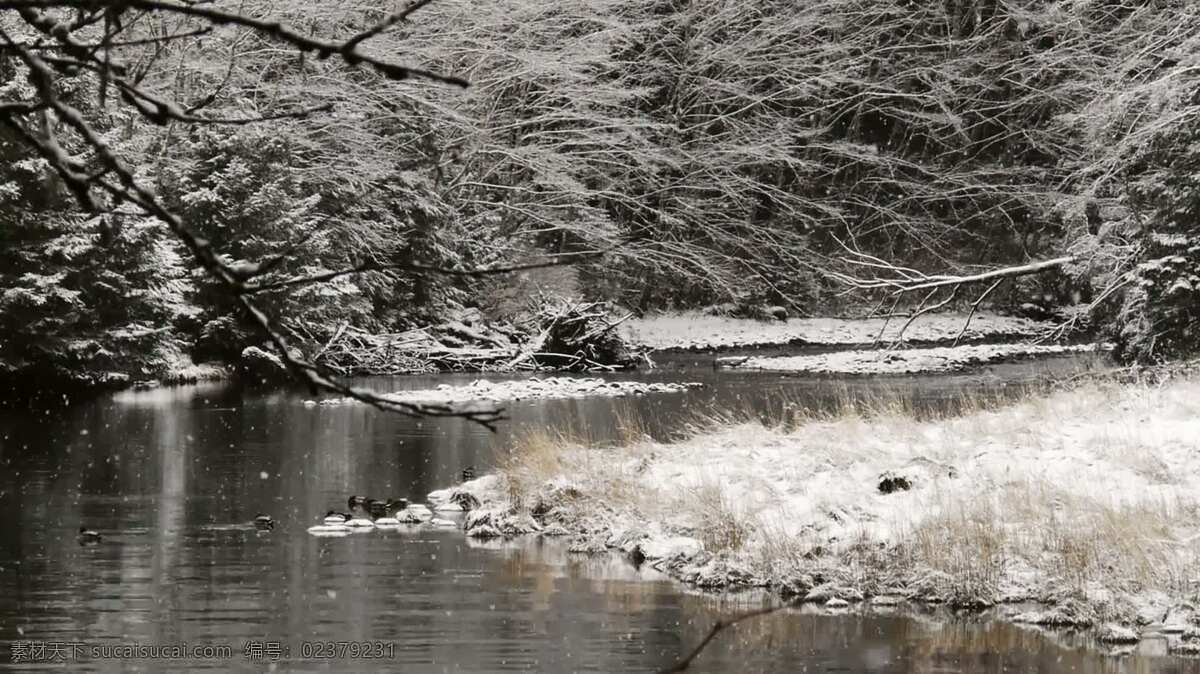 美丽的雪景 动物 背景 自然 雪 树 分支 鸭子 水 涟漪 冰 冬天 圣诞节 假日 分离 秘密