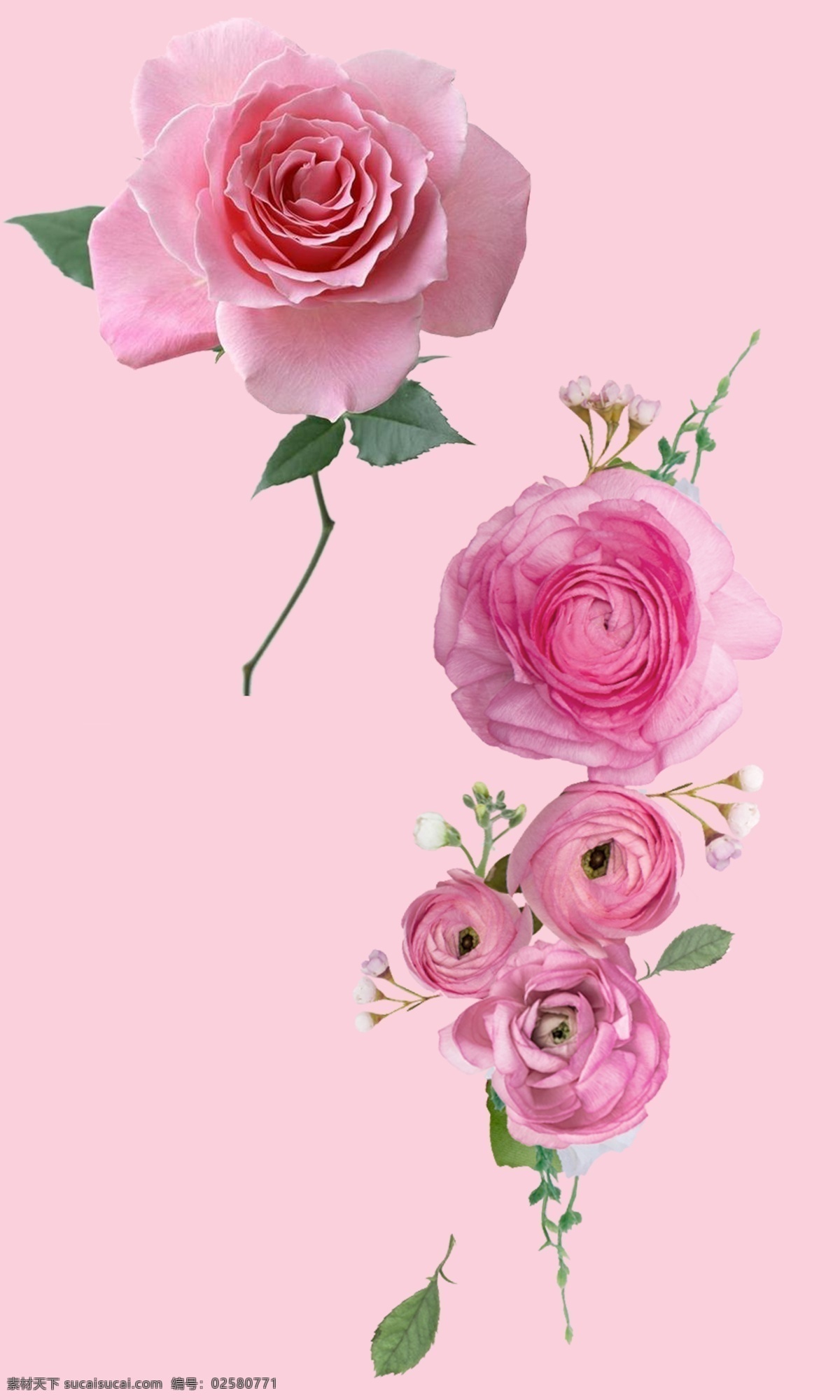 花朵 粉色花 花儿 鲜花 美丽的花 粉色的花
