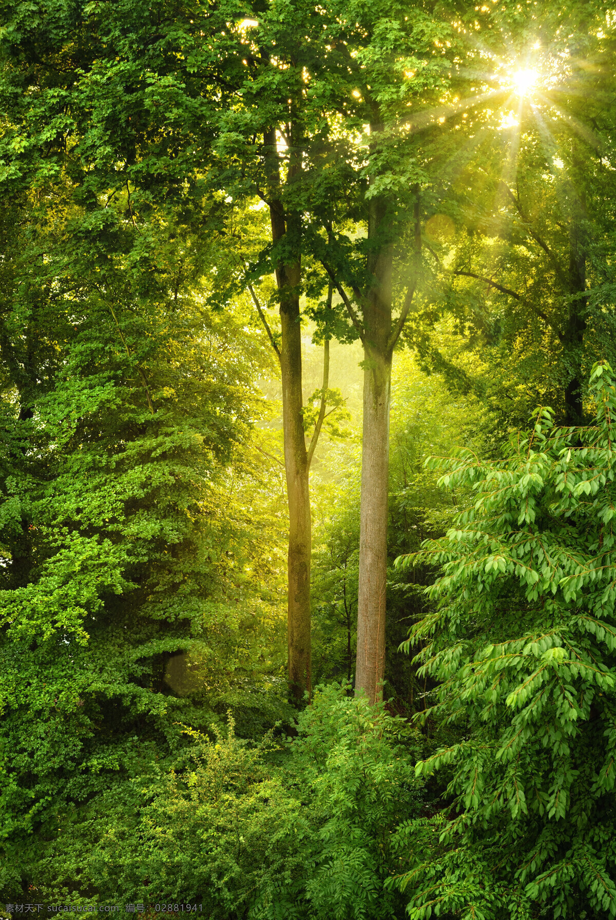 美丽 树林 景色 高清 叶子 春季 清晨 阳光 风景图片 清晨阳光 树林风景 树木风景 美丽风景 自然风光 美丽景色 风景摄影 美景 花草图片 花的图片 绿色