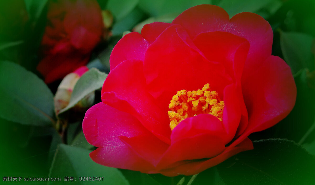 鲜艳 红色 山茶花 高清 鲜花 花卉 花朵 花草 植物