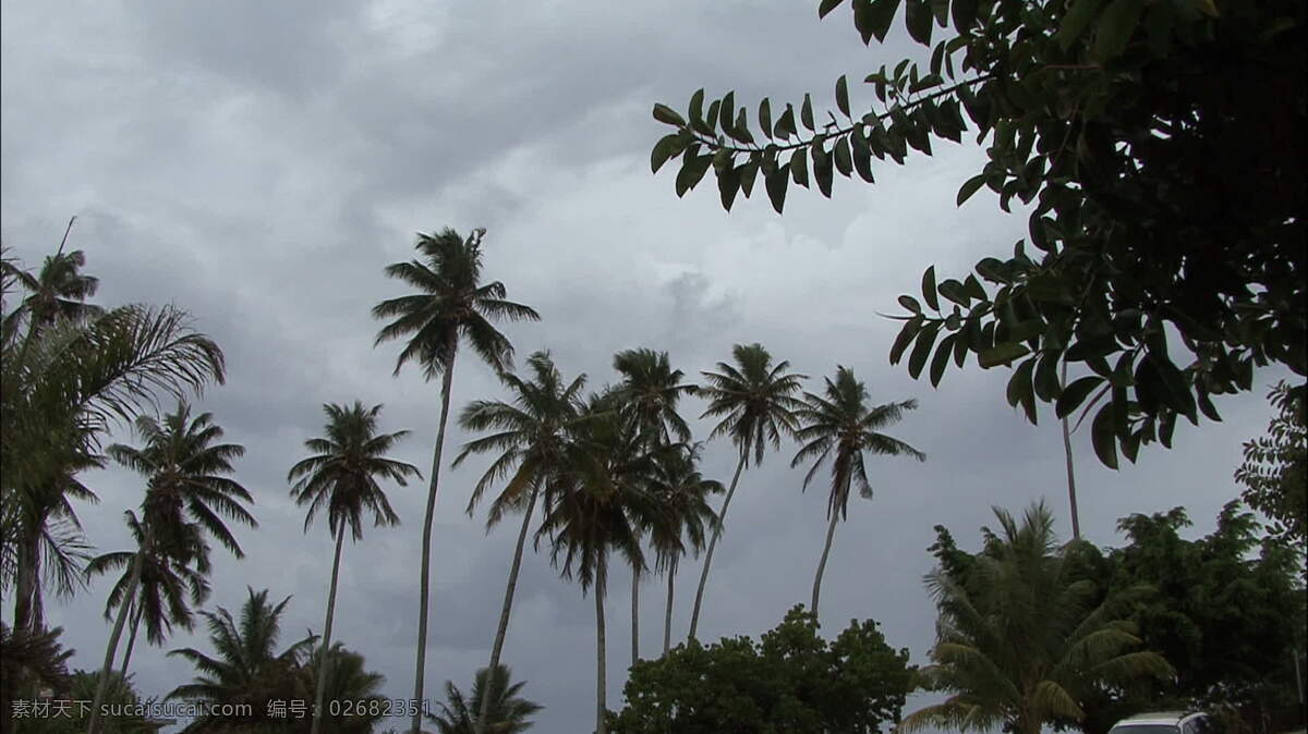 茉莉 棕榈树 黑暗 天空 股票 录像 岛 热带 树 乌云 茉莉亚岛 法属波利尼西亚 阴沉沉的 暴风雨 刮风 棕榈 多云 视频 其他视频