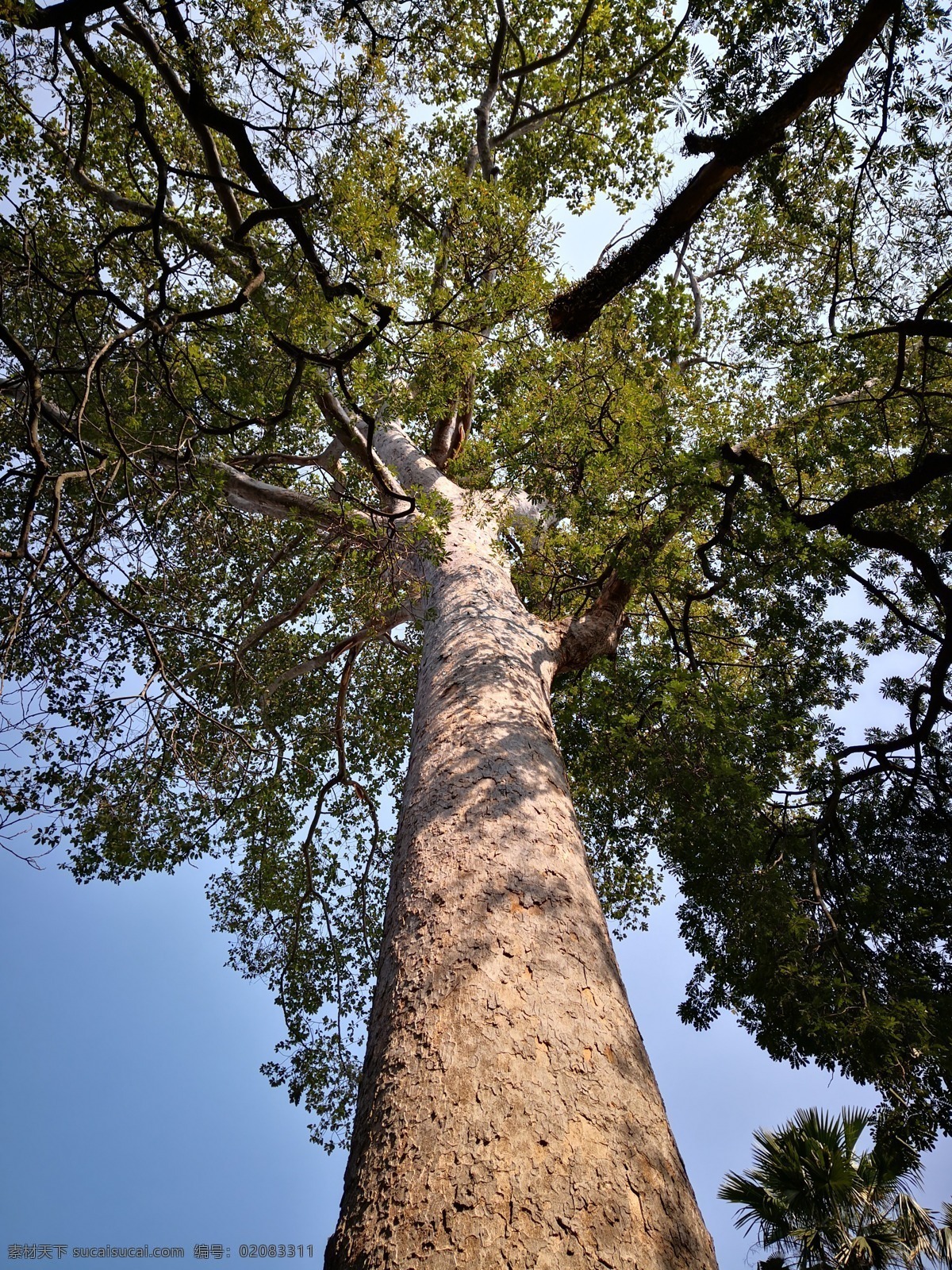 参天大树 特殊角度摄影 百年老树 大树 蓝天 绿叶 自然景观 田园风光