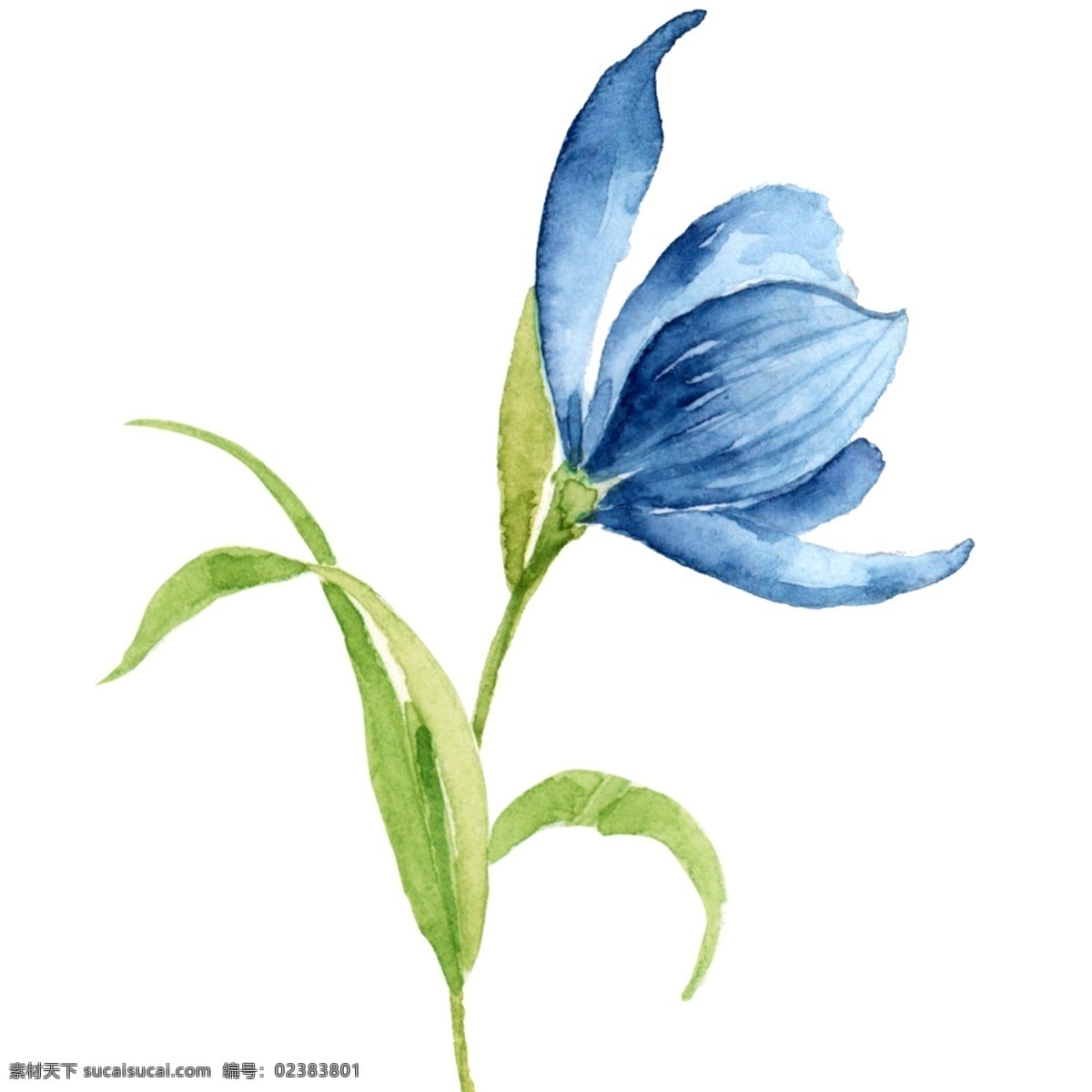 水彩 蓝色 郁金香 春天 植物 元素 水彩花 春天元素 蓝色花卉 手绘花