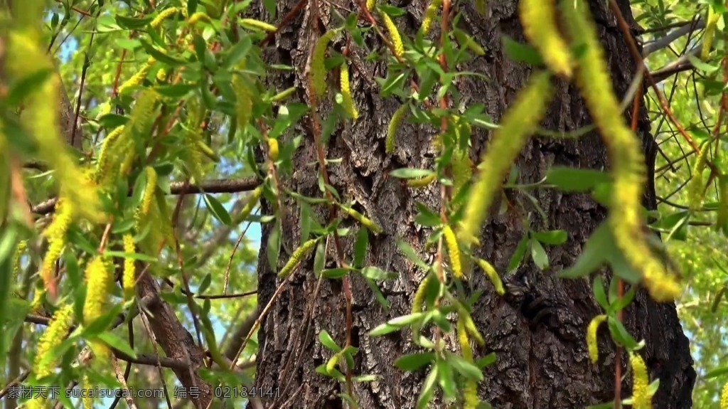 视频背景 实拍视频 视频 视频素材 视频模版 实拍 自然 树枝 树枝视频