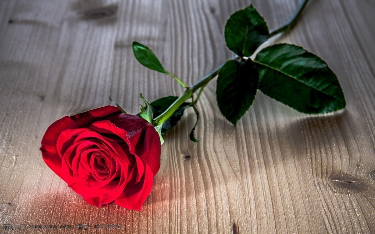 红色 玫瑰花 抠 图 抠图 一枝玫瑰花 背景素材 分层