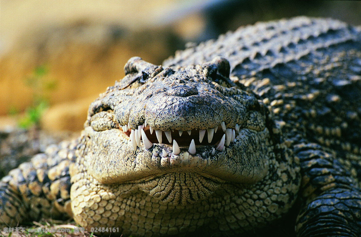 鳄鱼图片素材 动物 野生动物 鳄鱼 锋利牙齿 水中生物 生物世界