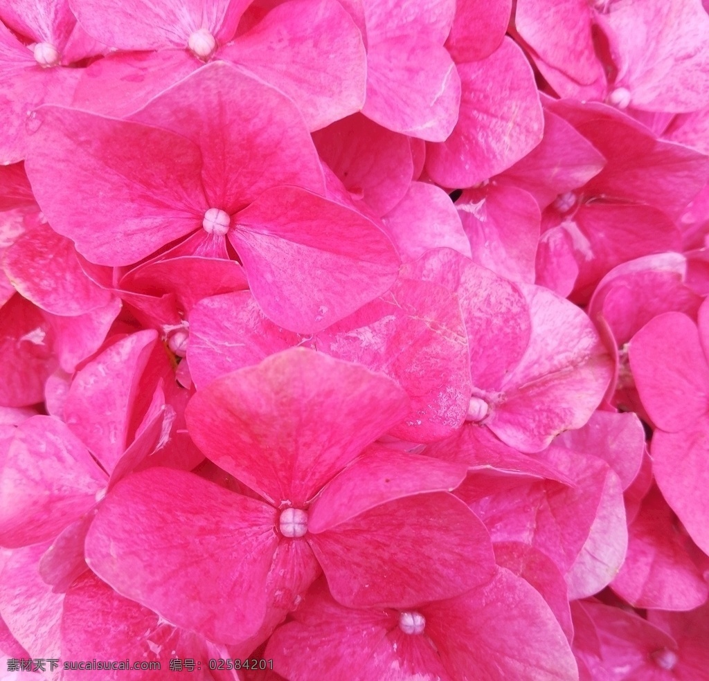 粉红色 花瓣 背景图片 花卉 花草 花朵 鲜花 野花 红花 花儿 花瓣背景 花瓣素材 粉色背景 粉红色背景 生物世界