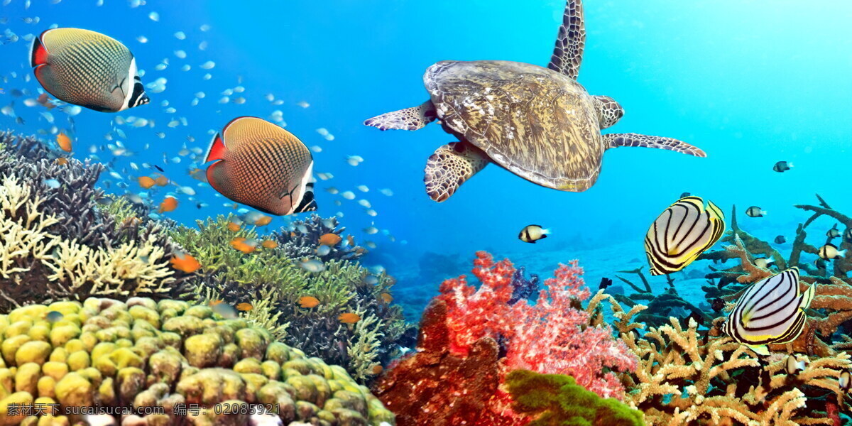 海底世界 鱼 海底 水草 鱼类 海底素材 大海 乌龟 海水 蓝色 梦幻 唯美 鱼群 海底世界图片 珊瑚 海洋 海洋生物 生物世界 动物生物