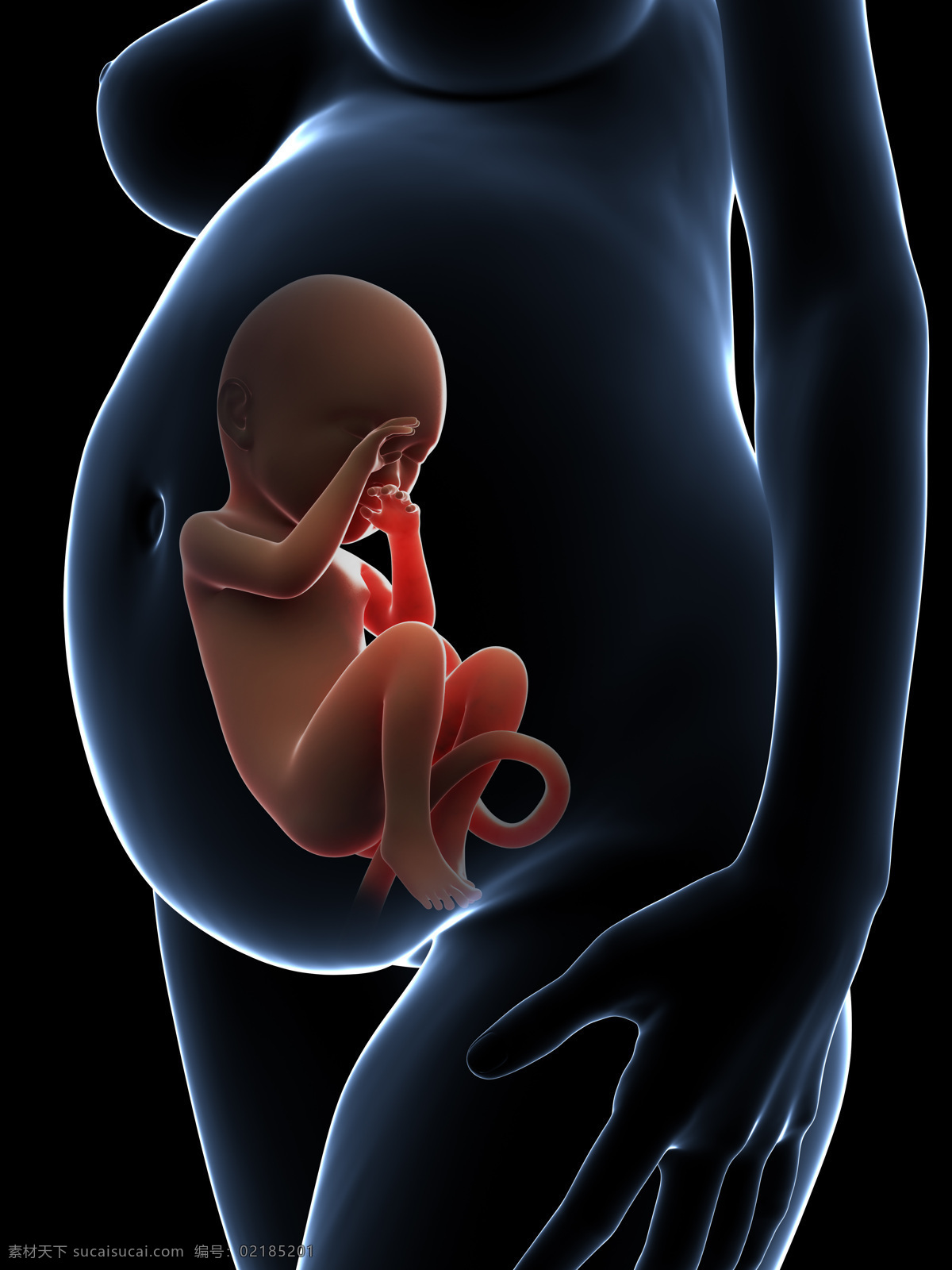 发育中的婴儿 唯美 炫酷 3d 胚胎 发育 婴儿 早期婴儿 初期婴儿 怀孕 子宫里的婴儿 3d设计