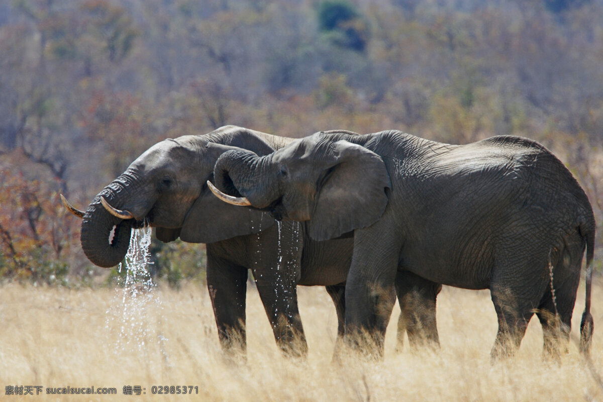 两 只 喝水 大象 动物 长鼻子 卷鼻子 水花 陆地动物 生物世界