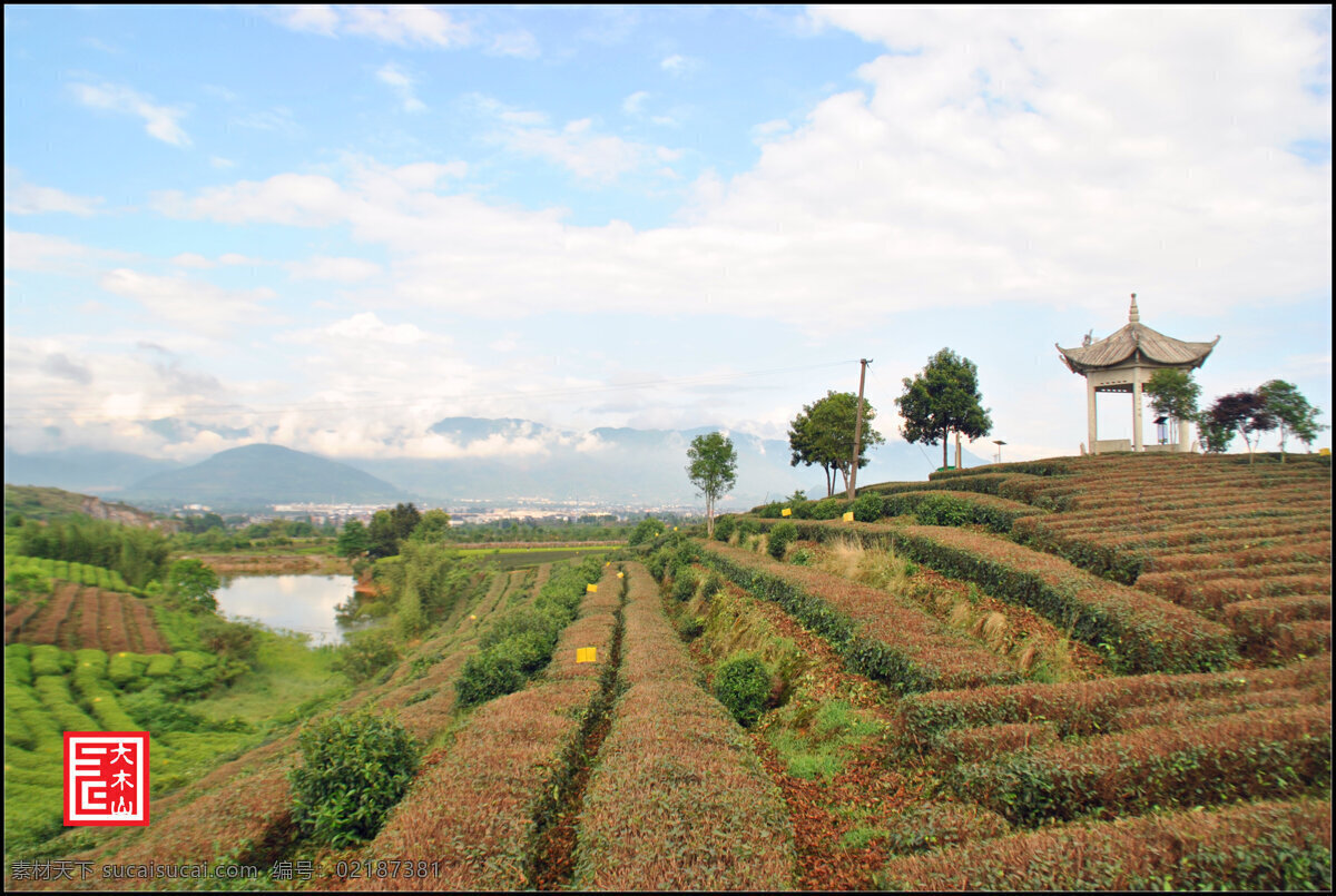 大木山茶园 丽水 松阳 大木山 茶园 旅游 丽水松阳 旅游摄影 自然风景