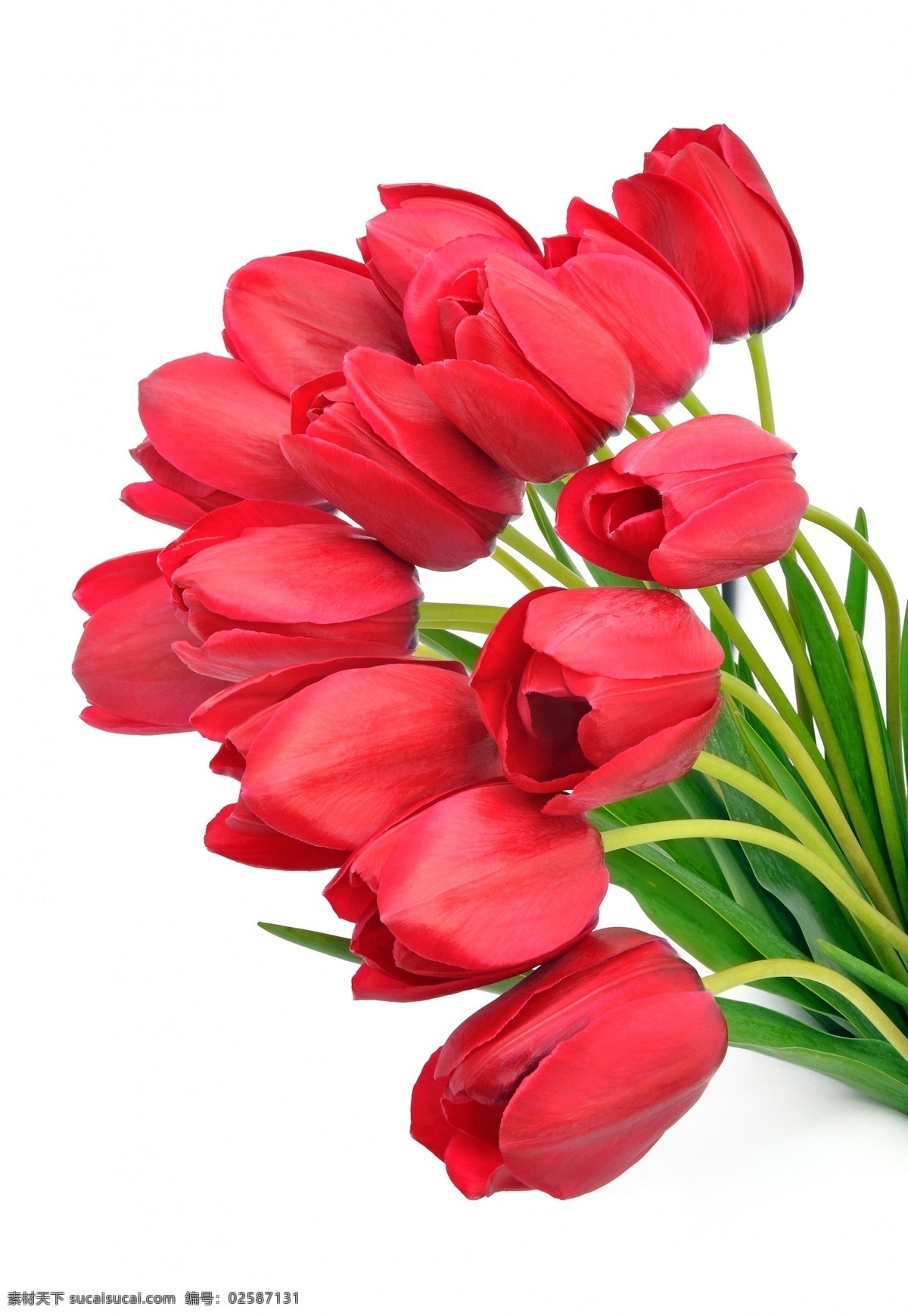 美丽 红色 郁金香花 花 鲜花 花朵 红色花 绿叶 鲜花背景 鲜花摄影 花草树木 生物世界