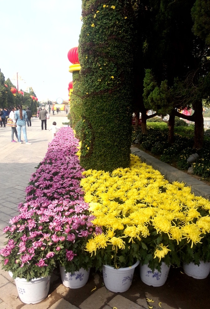 菊花展 菊花 黄色菊花 菊花摄影 小黄花 鲜花 黄花 秋菊 盛开菊花 茂盛菊花 玫红色菊花 摄影图 生物世界 花草