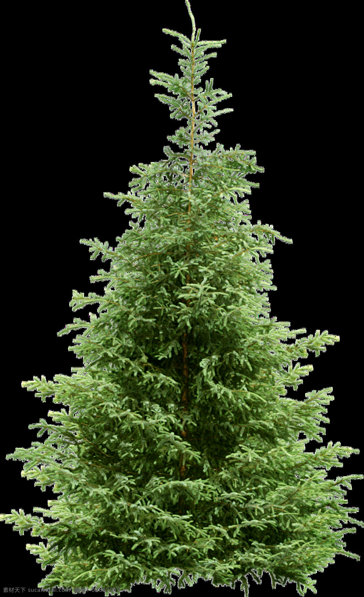 棵 茂盛 圣诞树 透明 植物 绿色 免扣素材 树叶 透明素材 叶子 装饰图片